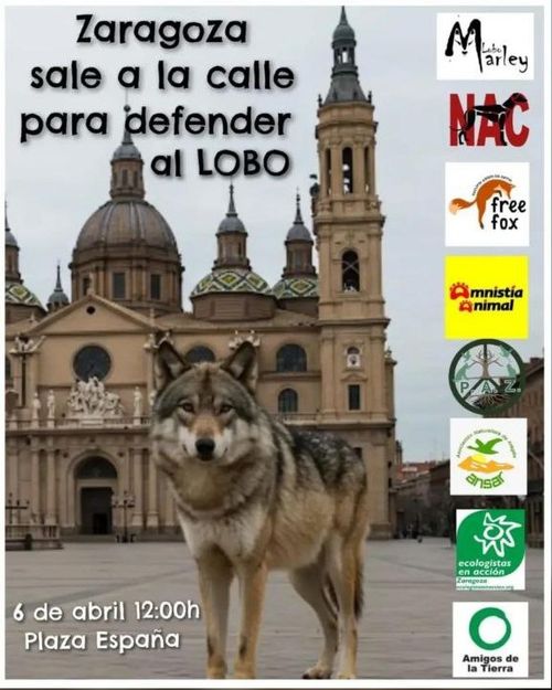 Sal a la calle para defender al lobo